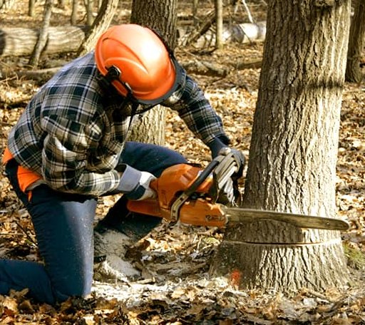 Tree Removal in Plains, TX